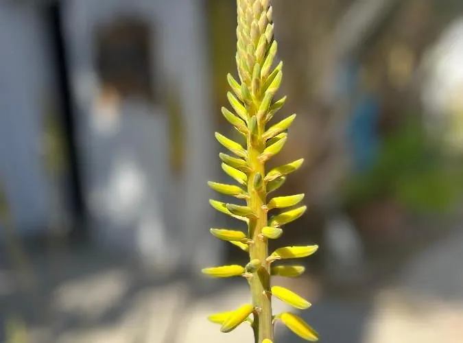 Dici Co-living Housing Cabo San Lucas
