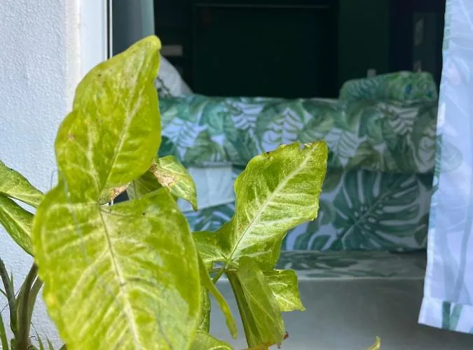 Bed and breakfast Dici Co-living Housing Cabo San Lucas